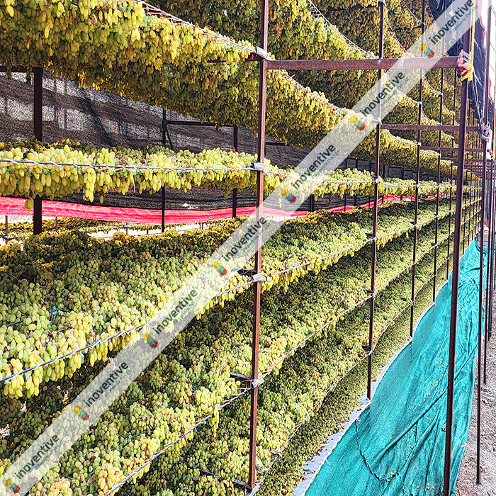 Agrosia Agriculture Wires: Revolutionizing Baidana for Raisin Production